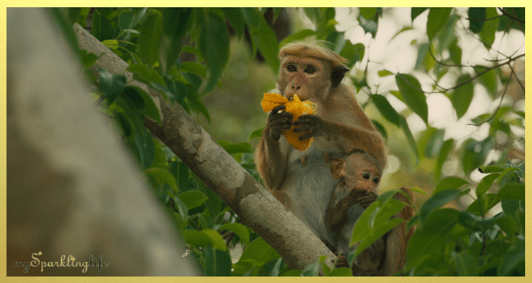 DisneyNature Monkey Kingdom Family Activity Packet & Educators Guide