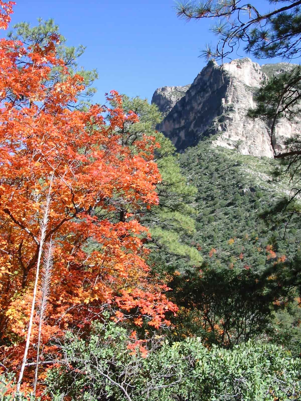 Fall foliage in McKittrick Canyon, Guadalupe Mountains National Park