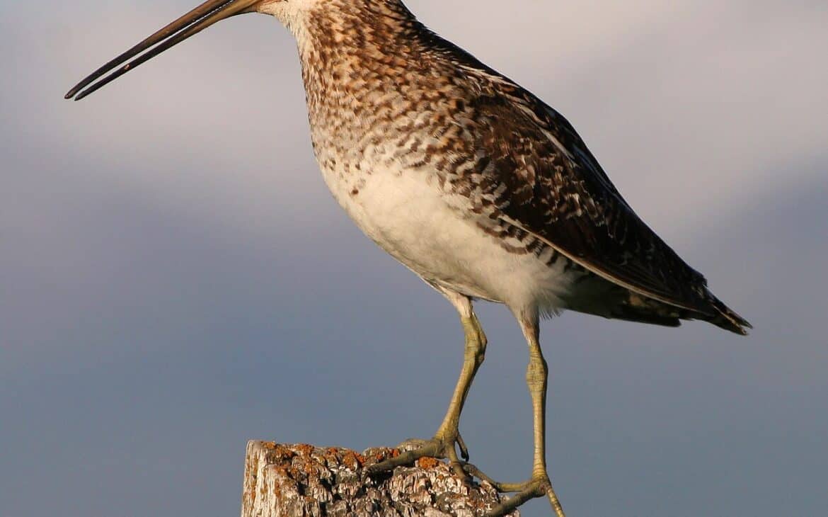 A Wilson's snipe, a real long-billed shorebird, perched on a fencepost in central Utah